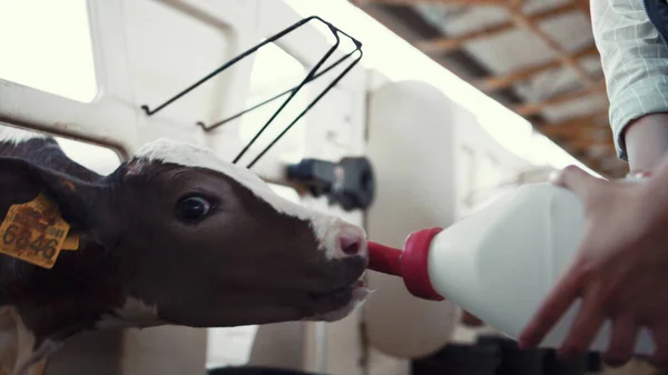 Worker feeding calf farming facility closeup. Animal care at dairy farmland. — Foto Stock