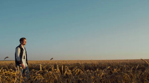 Campesino caminando compañero de reunión de campo de trigo. Hermoso paisaje rural tranquilo —  Fotos de Stock