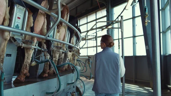 Donna che cammina mucche mungitura salone vista posteriore. Moderno impianto di produzione lattiero-casearia. — Foto Stock