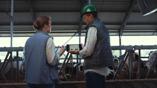 Agricultores de animales que utilizan tabletas en los corrales. Trabajadores ganaderos inspeccionan vacas — Foto de Stock