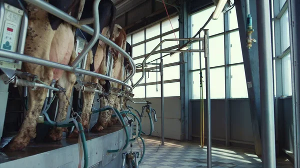 Automatic cow milking equipment in modern dairy production facility farmland.