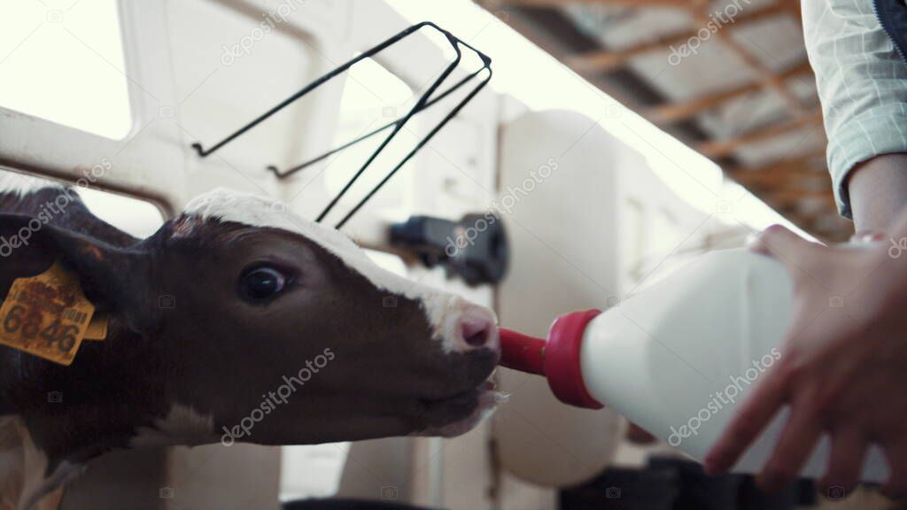 Worker feeding calf farming facility closeup. Animal care at dairy farmland.