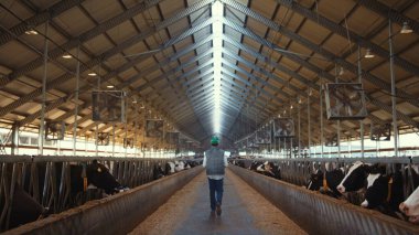 Çiftlik hayvanları denetleyicisi mandıra çiftliğinde yürüyor. Holstein inekleri beslenme alanlarında yiyorlar