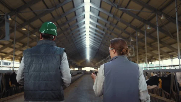 Professionnels de la ferme vont hangar vue arrière. Directeurs agro-industriels inspectant le bétail — Photo