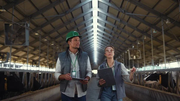 Equipo de ganado caminando pasillo establo inspeccionando las instalaciones de la granja lechera juntos. — Foto de Stock