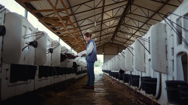 Veehouder voedt kalf in een koeienstal. Dierverzorging op melkveebedrijf — Stockfoto