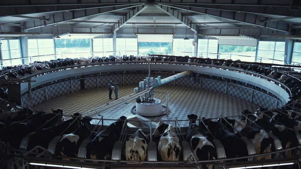 Automatic milking carousel modern dairy farm facility. Modern parlour interior. — Stock Photo, Image