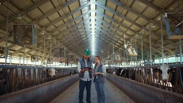 Animal farm managers talking holding tablet computer inside modern cowshed barn. — Foto de Stock