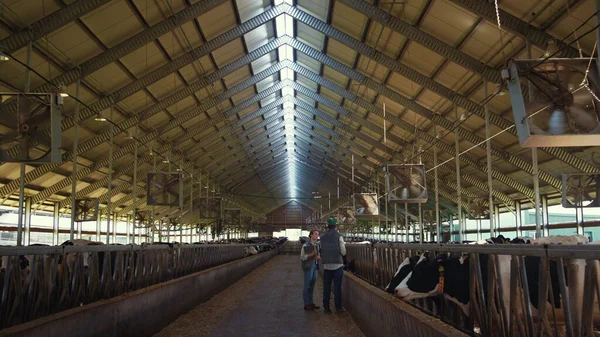 Animal vets checking cows at dairy farm shed. Agribusiness professionals at work — Foto de Stock