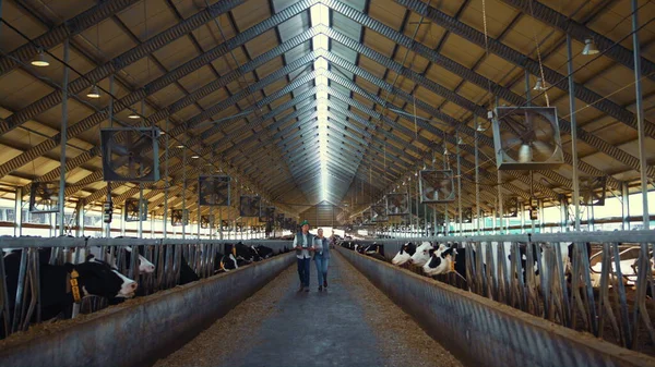 Livestock workers inspecting animal husbandry. Holstein cows eating in feedlots. — Foto de Stock