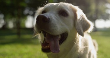 Neşeli yetişkin Golden Retriever ağzı açık bir şekilde yakından oturuyor..