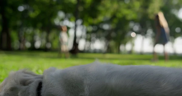 Golden retriever deitado no parque sombra closeup. Feliz cão deixando campo — Fotografia de Stock