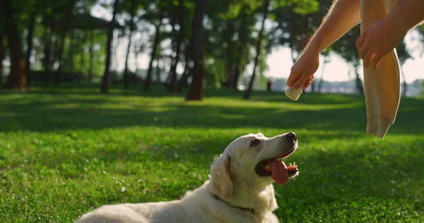 Homem mão dando cão comida treinamento sentar comando. Cão preguiçoso deitado no parque de verão. — Fotografia de Stock