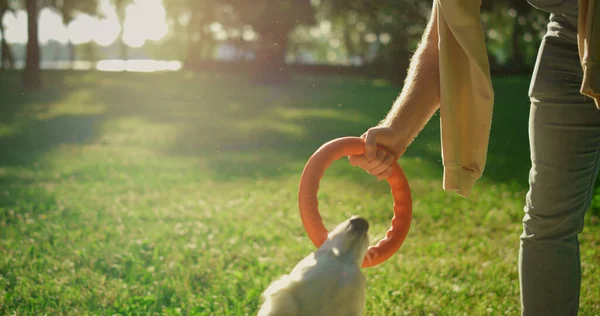 Sonriente hombre dando rosa tirador juguete burlas golden retriever en sol parque —  Fotos de Stock