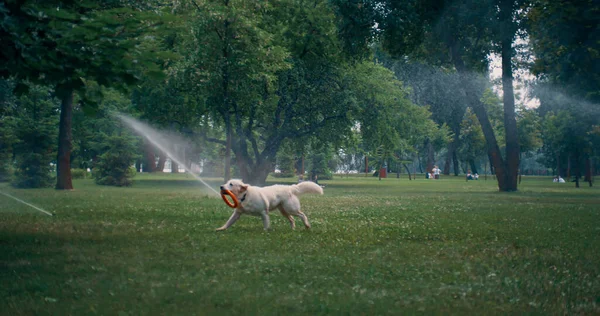 Energetischer Golden Retriever mit Gummispielzeug im Mund unter Sprinkler im Park. — Stockfoto