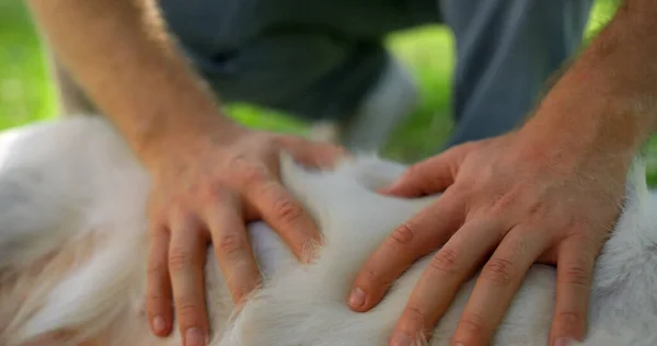 Closeup hands petting relaxed retriever in summer park. Man gently rub dog belly