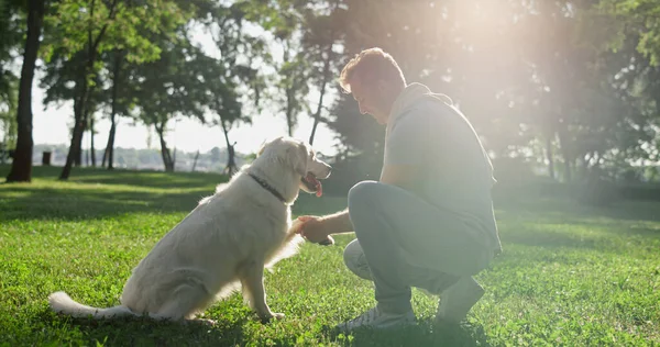 Odaklanmış köpek, parkta eli açık sahibine patisini uzattı. Eğitim süreci açık havada