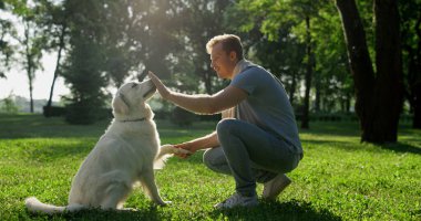 Mutlu akıllı golden retriever yakışıklı sahibine patisini uzat. Elini yala, uzan.