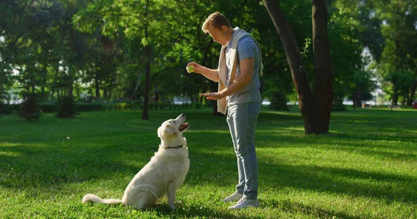Handsome man holding ball training concentrated golden retriever in summer park — Stock Photo, Image