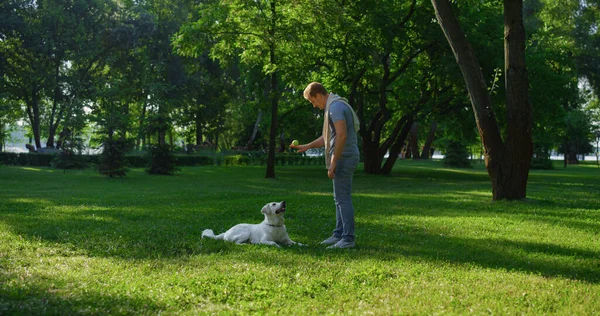 Onnellinen mies kouluttaa kultaista noutajaa puistossa. Kohdennettu lemmikki valhe katso pallo lelu. — kuvapankkivalokuva