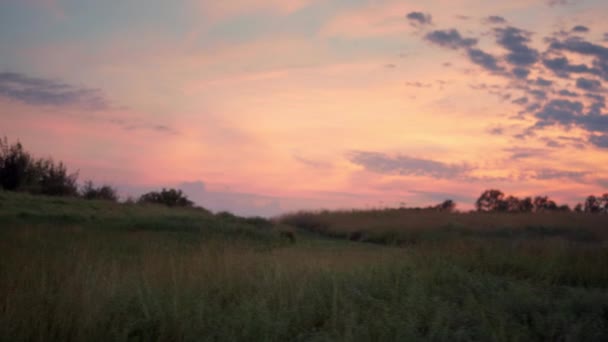 Krásná louka při západu slunce na růžové obloze. Zlatá tráva roste na krajině přírody. — Stock video