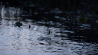 Göl suyu bulutlu akşam gökyüzünü yansıtıyor. Yüzen alglerin kasvetli günüyle tırtıklı kara gölet. Yüzen nehir sakin bir sonbahar sabahı bitkisidir. Gri Park 'ın güzel su manzarası. Doğa konsepti.