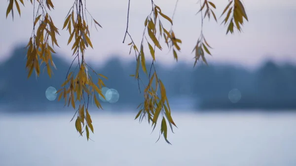 柳树在平静的水面上留下叶子 淡淡的风景秋天的黄叶在蓝色的湖底背景上 宁静的风景 色彩斑斓的枝条挂在公园池塘的近景上 自然概念 — 图库照片