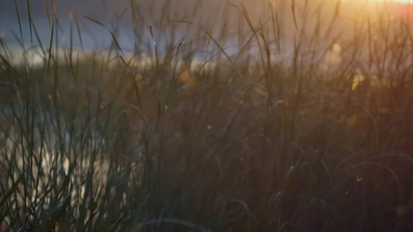 秋天的傍晚 高耸的沼泽草长在沼泽的海岸上 夕阳西下 明亮的阳光照射着稀疏的芦苇茎 绿色植被覆盖沼泽地 公园湖中静谧无风天气 自然概念 — 图库照片