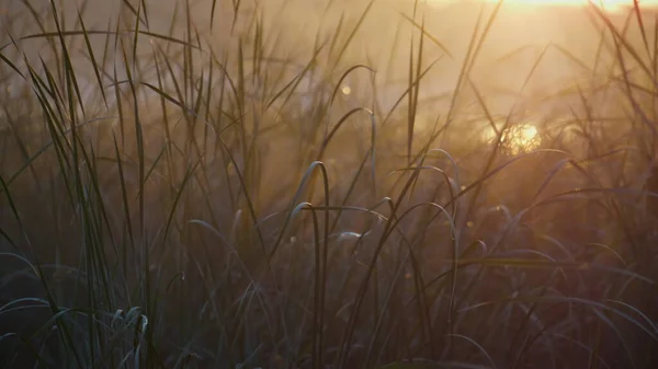 Niebla Ligera Yaciendo Hierba Pantanosa Amanecer Suave Luz Del Sol —  Fotos de Stock