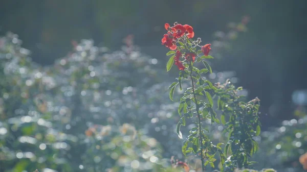 秋の陽射しが差し込み 赤い野花を咲かせます 繊細な花序の花の成長花の庭晴れた日 緑豊かな自然を背景に美しい風景芳香の花壇 — ストック写真