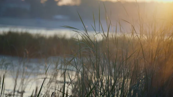 紧密的芦苇茎照亮了柔和的日出光 绿色的沼泽草长得静谧美丽的池塘 明亮的阳光照射在反映水面的野生植被上 秋天的早晨 公园湖面平静 — 图库照片