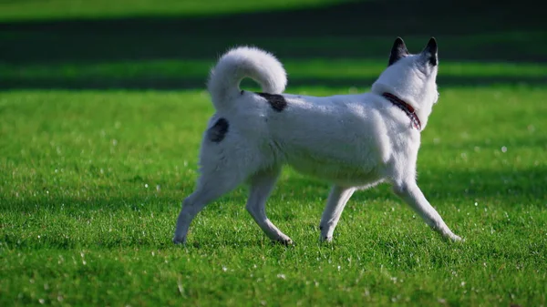 White fluffy dog running green lawn sunny park. Back view walking purebred pet autumn day. Healthy curious animal sniffing fresh grass outdoors. Friendly laika playing on nature beautiful meadow.