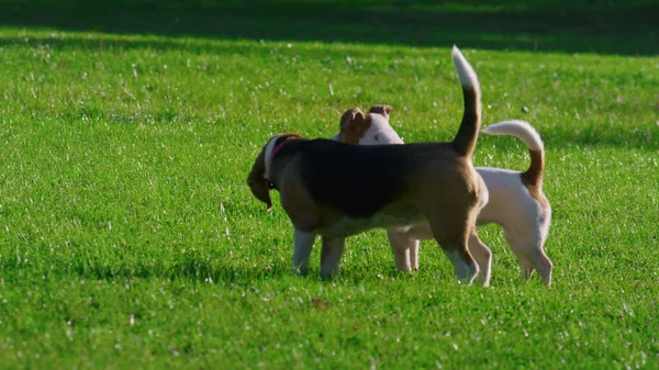 Two curious purebred dogs standing green grass sunny park. Friendly beagle with Jack Rassel terrier walking city garden. Pedigree pets resting outdoors on summer nature. Pretty animals playing outside