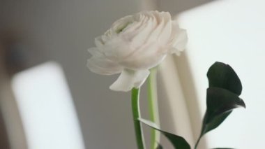 Uçağın penceresindeki güzel beyaz çiçek vazosu. Birinci sınıf jetin içinde estetik bir çiçek açar. Lüks bir uçak kabininde yalıtılmış bir gül. Pastel dekor konseptinde çiçek zarafeti.