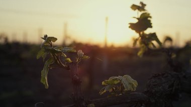 Turuncu günbatımında genç dallar dedikodu yapar. Yumuşak güneş ışığında taze yeşil yapraklı üzüm çalıları. Sarı gökyüzü arka planında manzara sarmaşık tarlası. Üzüm bağı fidanları tarım arazileri yetiştiriyor..