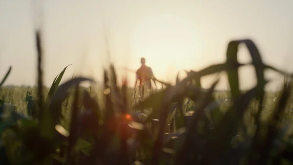 日落时分 Silhuette男工站在田里 在室外行走的农民面前 关闭熟穗 种植农田 农艺学家在黄昏柔和的阳光下检查麦片的质量 — 图库照片