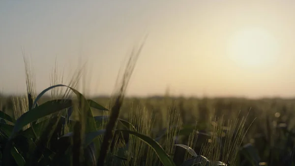 Krásný Výhled Sklizeň Pšenice Při Letním Východu Slunce Nedozrálé Obiloviny — Stock fotografie