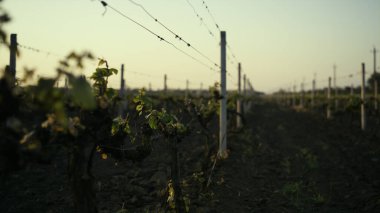 Green rows grapevine on plowed dark ground evening time. Young grape seedlings grow vine plantation close up. Straight garden beds small bushes with fresh leaves vineyard. Grey sky over farmland.
