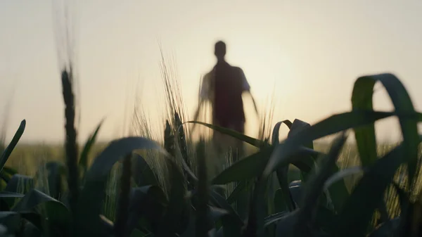 日出时分在麦田散步的后视镜人 农民在阳光明媚的早晨用手捂住麦片的耳朵 工人检查作物质量种植农田 农业耕作概念 — 图库照片