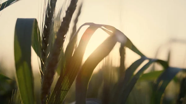 青小麦叶 未成熟的小穗在夕阳西下生长 橙色的阳光照射在室外新鲜的麦片茎植物上 美丽的风景秀丽的夜晚农田 农业概念 — 图库照片