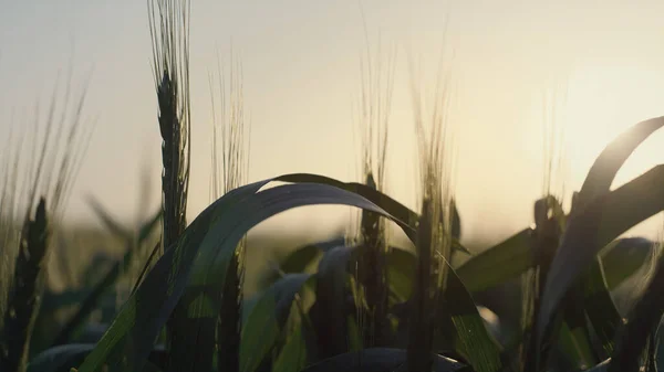 明るい日差しの下で熟す穏やかなビュー小麦のスパイクは夕方の時間を閉じます 太陽の下で熟していない緑色の耳 日没の美しい風景農業分野 有機栽培の田舎で — ストック写真