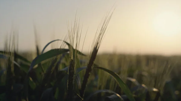 日落在美丽的麦田上 柔和的阳光照射在未成熟的小穗上 绿叶紧密相连 在夏日的阳光下 年轻的麦片收获成熟了 室外种植农田的谷物栽培 — 图库照片