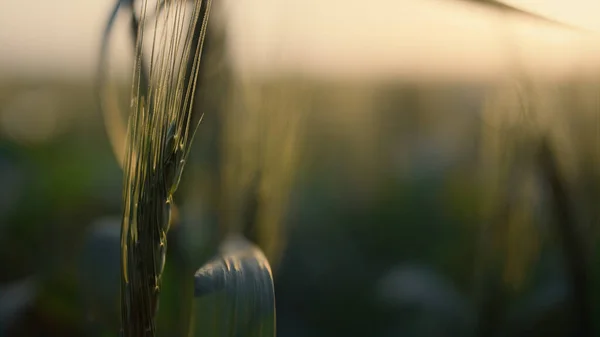 日落时成熟的小穗生长的农田正在关闭 黄昏的阳光下 美丽的麦穗 柔和的阳光照射在绿叶谷类植物农田上 农业耕作概念 — 图库照片