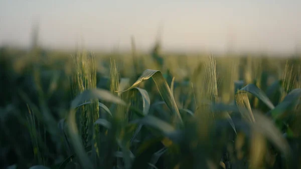 日落时生长在农田里的青小麦小穗已接近尾声 美丽宁静的观赏植物田 夜晚时分 黄昏天空背景下的未成熟谷类收获 耕作概念 — 图库照片