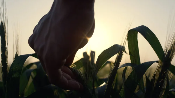 夕方の日差しの中で緑のスパイク小麦の小花を保持する農家の手を閉じます 日没の熟していないシリアル耳に触れる未知の農家の指 屋外で若い収穫を確認する農業事業者 — ストック写真
