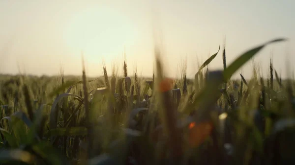 Închideți Frunzele Verzi Grâu Cresc Teren Agricol Fundalul Cerului Apusului — Fotografie, imagine de stoc