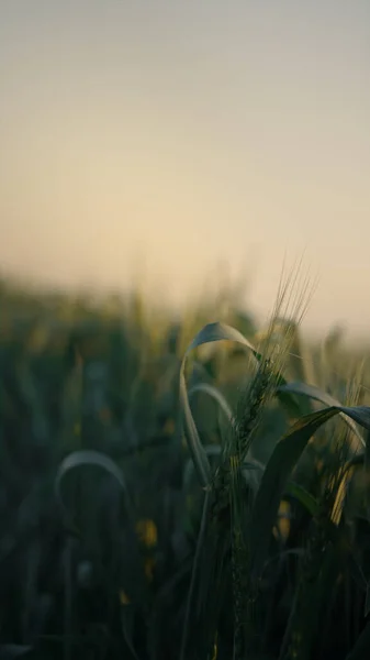 Vertical View Green Field Unripe Wheat Spikelets Sunrise Close Young — Fotografia de Stock