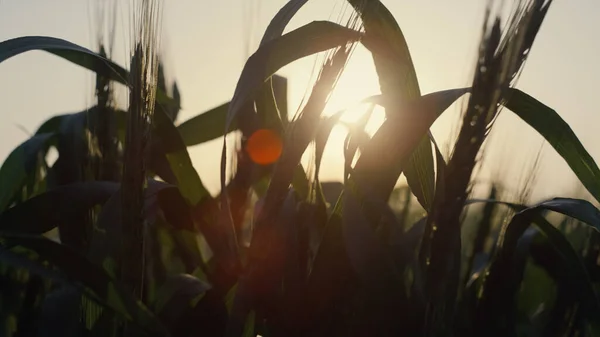 Unripe wheat harvest growing beautiful field on sunset close up. Young spikelets with green leaves ripening farmland summer evening. Soft sunbeams shine on fresh cereal foliage. Agriculture concept.