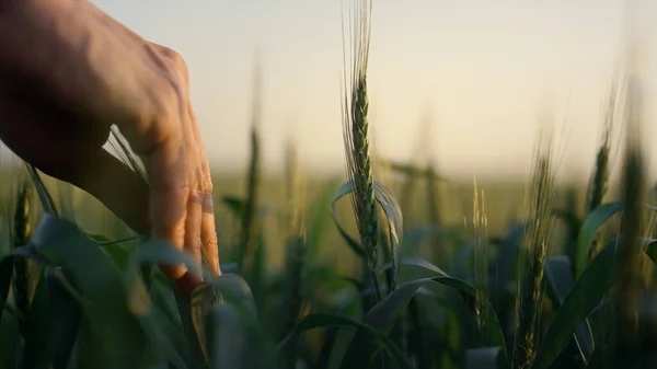 夕暮れ時には熟していない小穂に触れる農家の手が閉じます 日の出に農地の収穫を確認する農業者 認識できない男の腕は早朝に緑のシリアルを取っている 農業の概念 — ストック写真