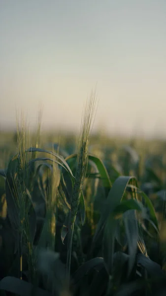 夕日の垂直方向のビューで美しい小麦のフィールド 若い熟れていない小花は農地を閉じます 緑の牧草地シリアル文化の上に灰色の薄暗い空 静かな風景農業農場 — ストック写真
